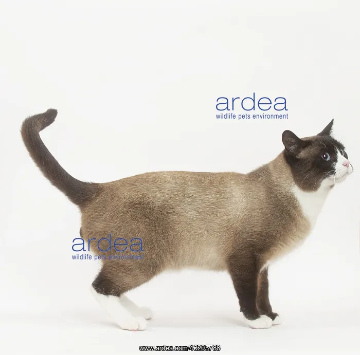 : Snowshoe Cat in the studio : Snowshoe Cat in the studio