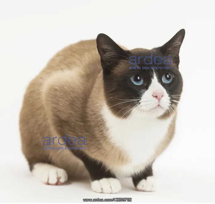 : Snowshoe Cat in the studio : Snowshoe Cat in the studio
