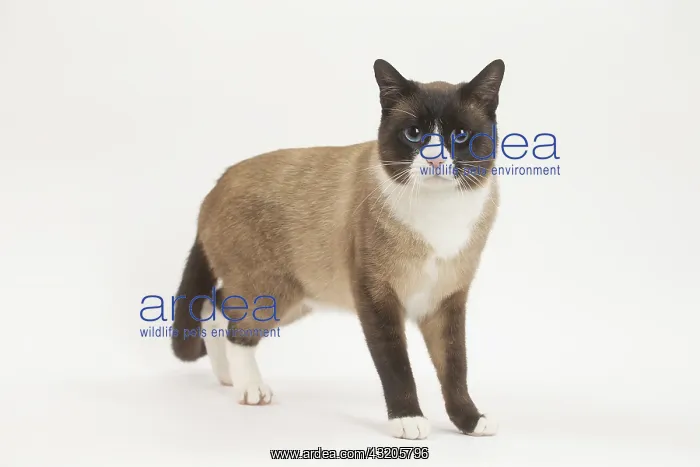 : Snowshoe Cat in the studio : Snowshoe Cat in the studio