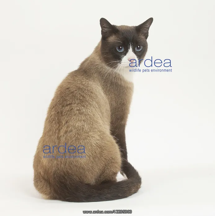 : Snowshoe Cat in the studio : Snowshoe Cat in the studio