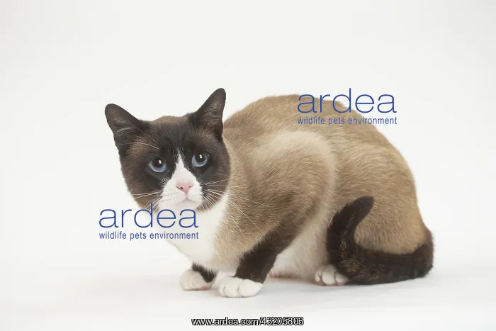 : Snowshoe Cat in the studio : Snowshoe Cat in the studio