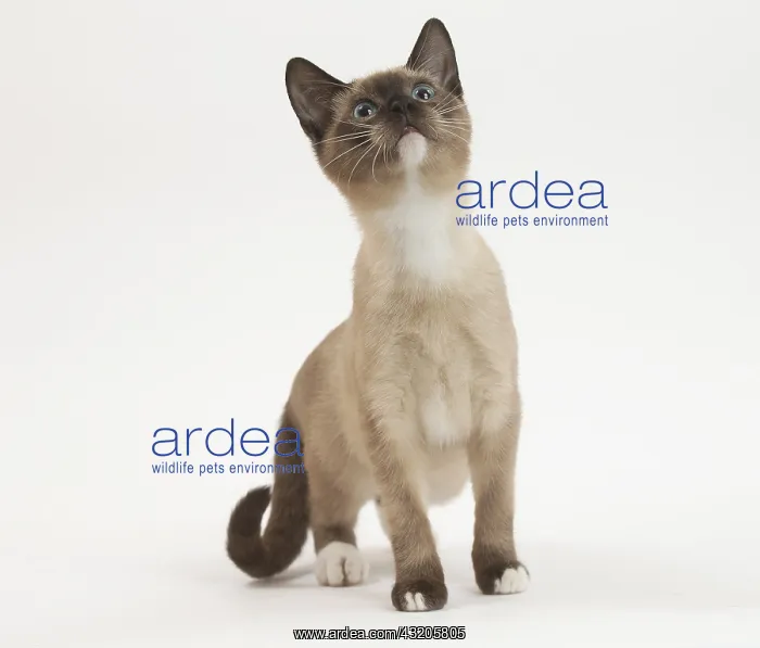 : Snowshoe Cat in the studio : Snowshoe Cat in the studio