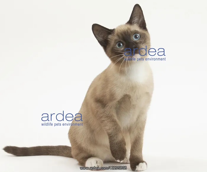 : Snowshoe Cat in the studio : Snowshoe Cat in the studio