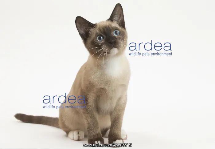 : Snowshoe Cat in the studio : Snowshoe Cat in the studio