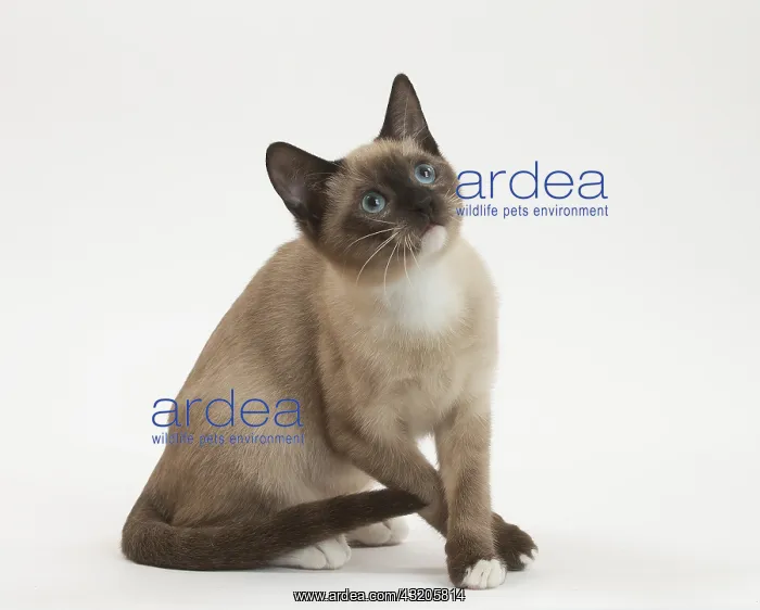 : Snowshoe Cat in the studio : Snowshoe Cat in the studio