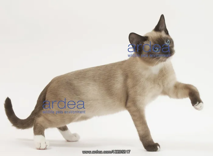 : Snowshoe Cat in the studio : Snowshoe Cat in the studio