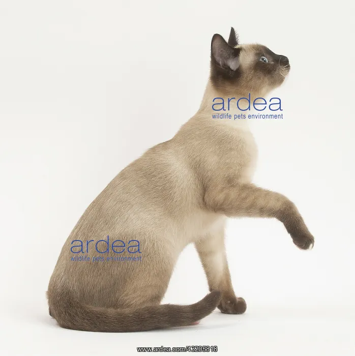 : Snowshoe Cat in the studio : Snowshoe Cat in the studio
