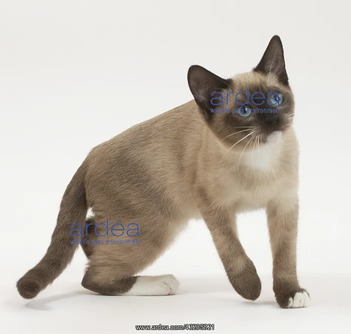 : Snowshoe Cat in the studio : Snowshoe Cat in the studio