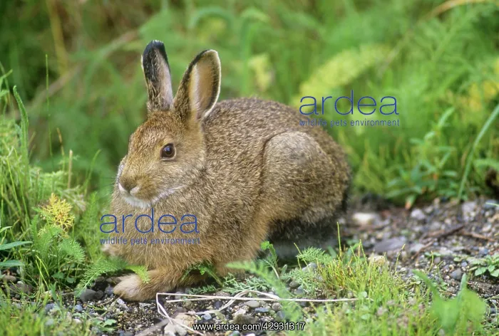 : Snowshoe HARE : Snowshoe HARE