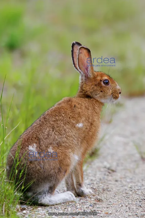  : Snowshoe Hare