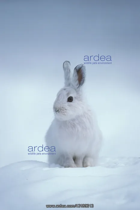 : Snowshoe Hare or Varying Hare (Lepus americanus) : Snowshoe Hare or Varying Hare (Lepus americanus)