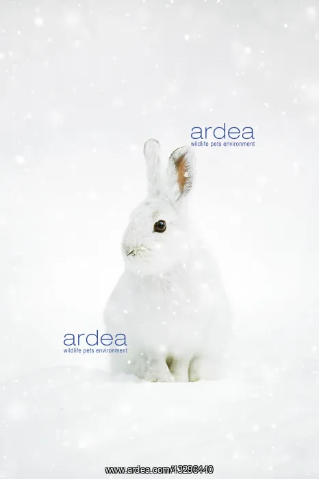 : Snowshoe Hare or Varying Hare (Lepus americanus) : Snowshoe Hare or Varying Hare (Lepus americanus)