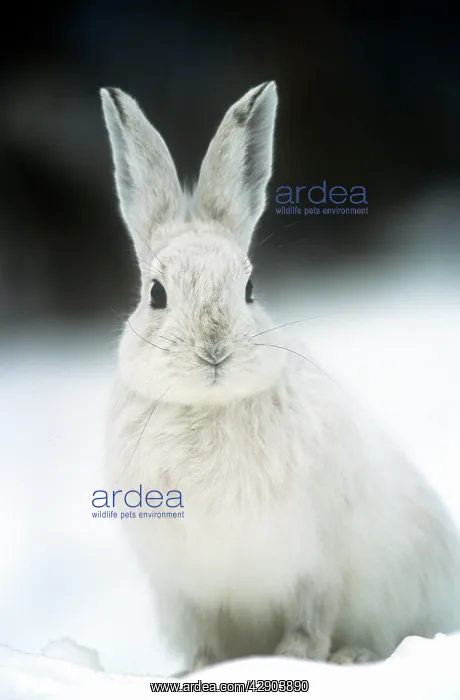 : Snowshoe Hare / Varying Hare - in snow : Snowshoe Hare / Varying Hare - in snow