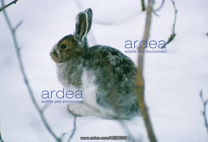 : Snowshoe Hare / Varying Hare - in snow changing pelage : Snowshoe Hare / Varying Hare - in snow changing pelage