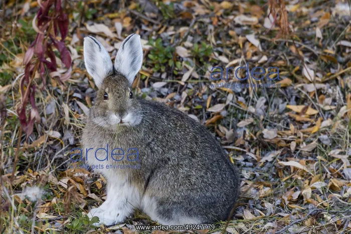 : Snowshoe Hare or Varying Hare(Lepus americanus) : Snowshoe Hare or Varying Hare(Lepus americanus)