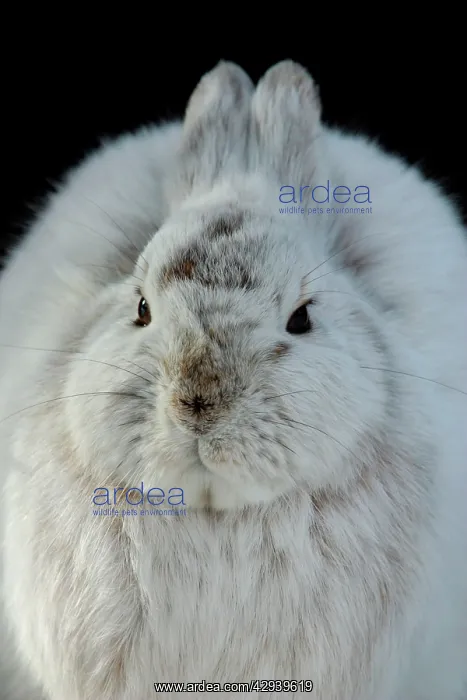 : Snowshoe Hare - winter coat turning brown, March : Snowshoe Hare - winter coat turning brown, March