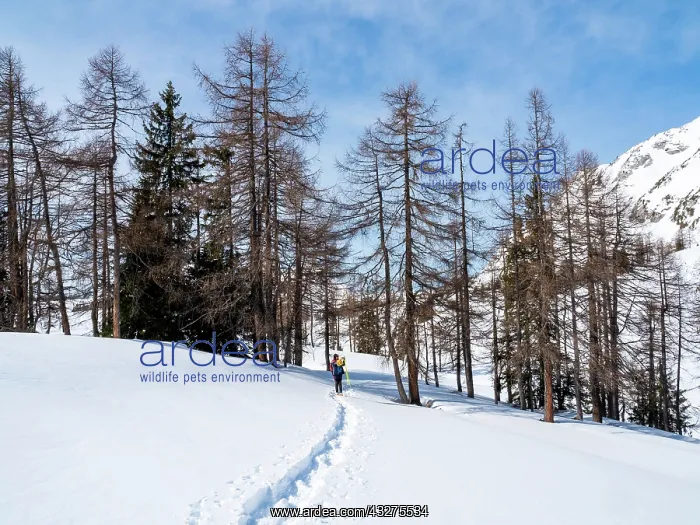 : Snowshoe hiker in winter landscape, Tauplitzalm : Snowshoe hiker in winter landscape, Tauplitzalm
