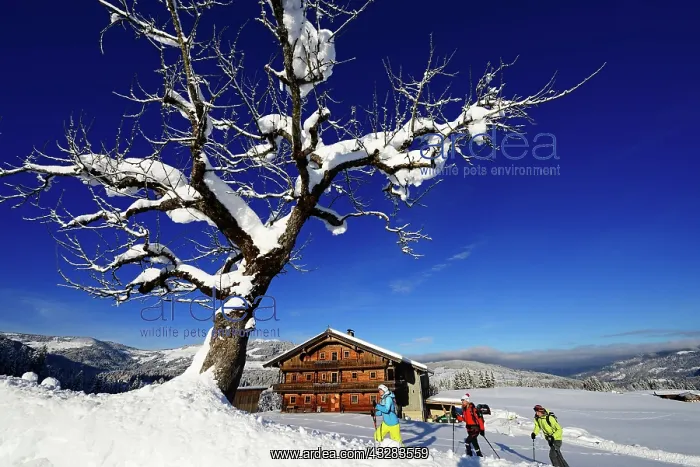 : Snowshoe hikers, old farm, log cabin, Gruberberg : Snowshoe hikers, old farm, log cabin, Gruberberg