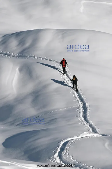 : Snowshoe hiking in the Beverin nature park Park : Snowshoe hiking in the Beverin nature park Park