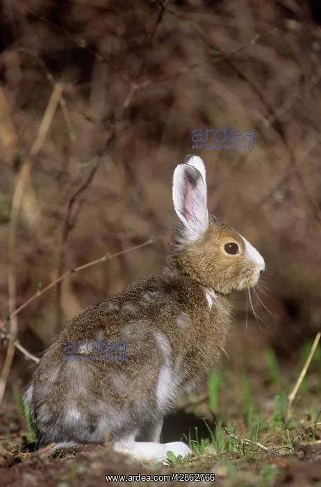 : Snowshoe / Varying HARE : Snowshoe / Varying HARE