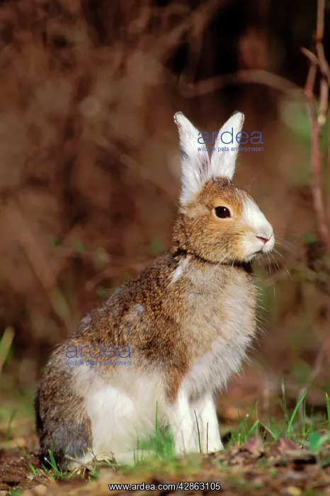 : Snowshoe / Varying HARE - changing from winter : Snowshoe / Varying HARE - changing from winter