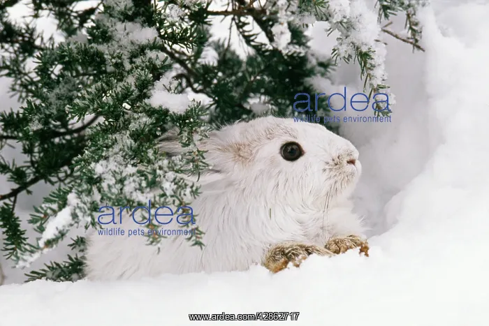 : Snowshoe / Varying HARE - in snow : Snowshoe / Varying HARE - in snow