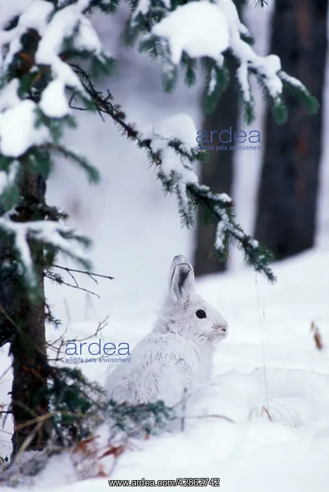 : Snowshoe / Varying HARE - under tree, in snow : Snowshoe / Varying HARE - under tree, in snow