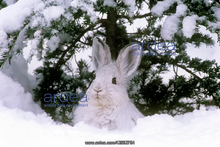 : Snowshoe / Varying HARE - under tree, in snow : Snowshoe / Varying HARE - under tree, in snow