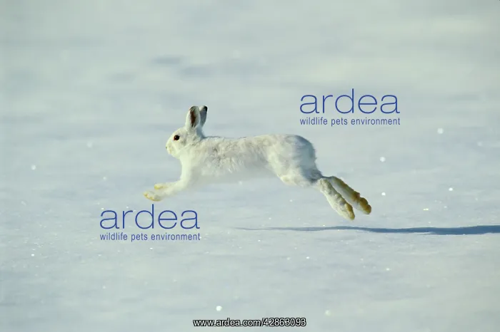 : Snowshoe / Varying HARE - side view, running across : Snowshoe / Varying HARE - side view, running across