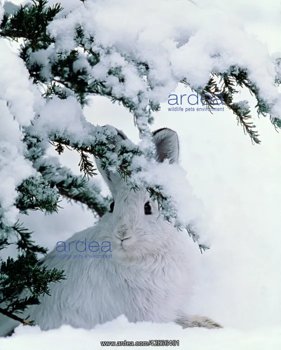 : Snowshoe or Varying Hare - winter : Snowshoe or Varying Hare - winter