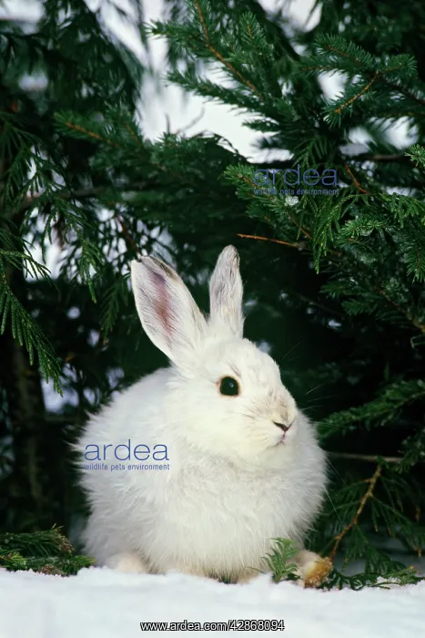 : Snowshoe or varying Hare - winter : Snowshoe or varying Hare - winter
