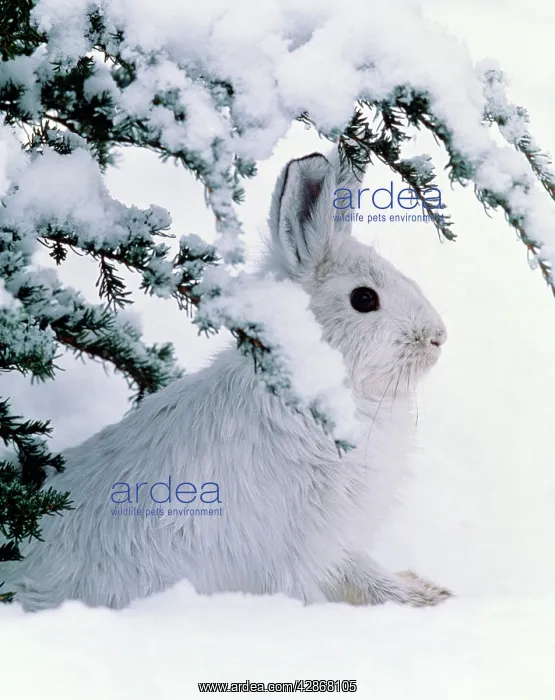 : Snowshoe or Varying Hare - winter : Snowshoe or Varying Hare - winter