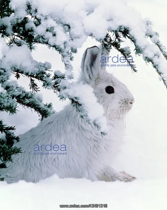 : Snowshoe or Varying Hare - winter : Snowshoe or Varying Hare - winter