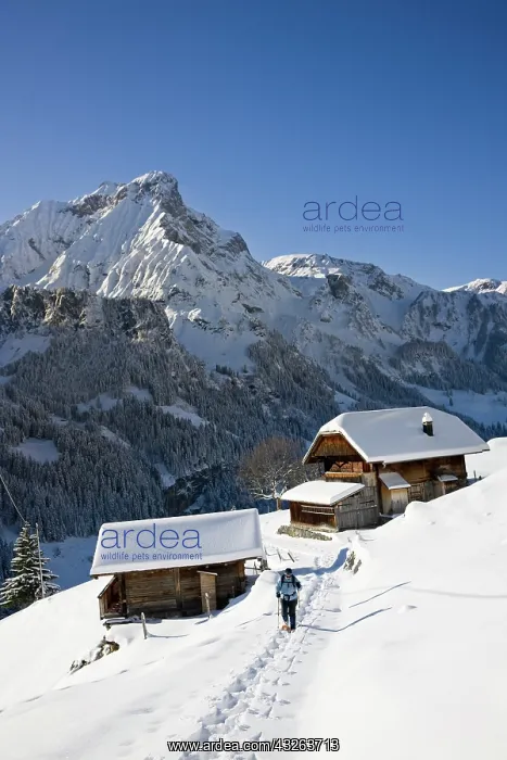 : Snowshoeing in Griesalp and Steineberg in : Snowshoeing in Griesalp and Steineberg in
