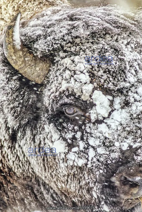 : Snowstorm within Yellowstone National Park : Snowstorm within Yellowstone National Park