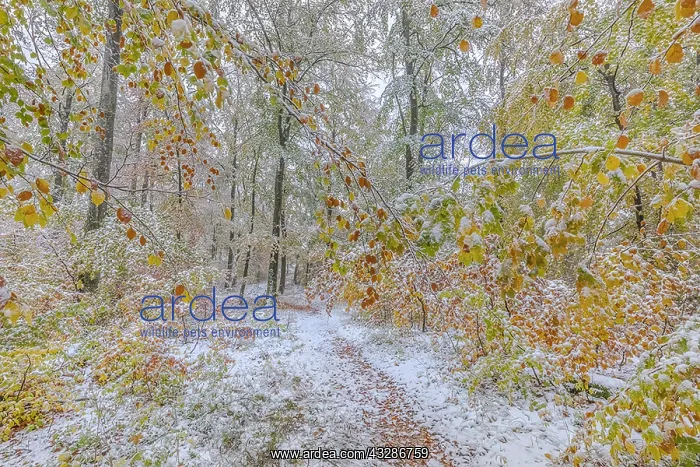 : Snowy autumn forest - colourful deciduous forest : Snowy autumn forest - colourful deciduous forest