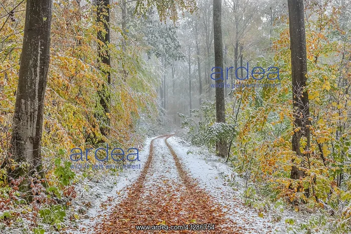 : Snowy autumn forest - forest road leading through : Snowy autumn forest - forest road leading through