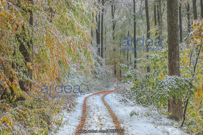 : Snowy autumn forest - forest road leading through : Snowy autumn forest - forest road leading through