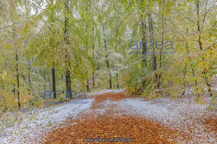: Snowy autumn forest - forest road leading through : Snowy autumn forest - forest road leading through