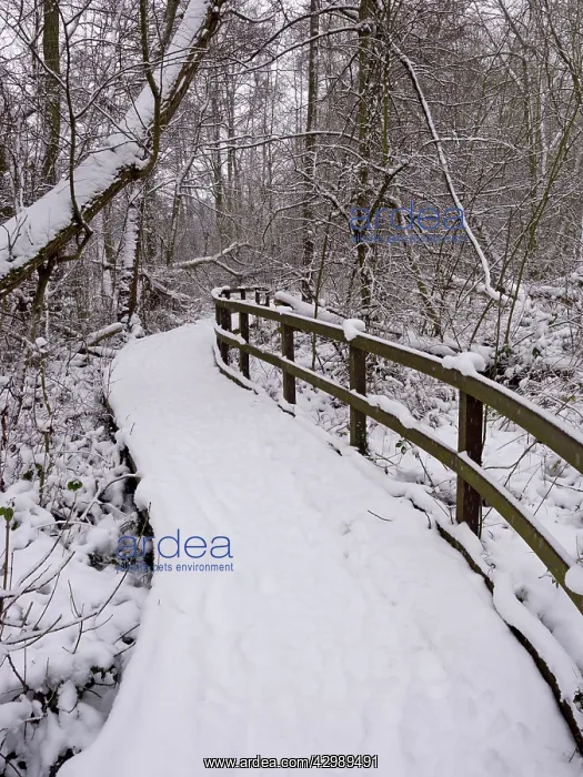 : Snowy boardwalk : Snowy boardwalk