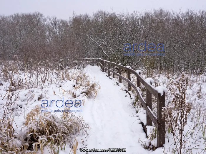 : Snowy boardwalk : Snowy boardwalk