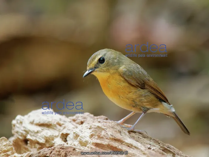  : Snowy Browed Flycatcher female Ficedula hyperythra
