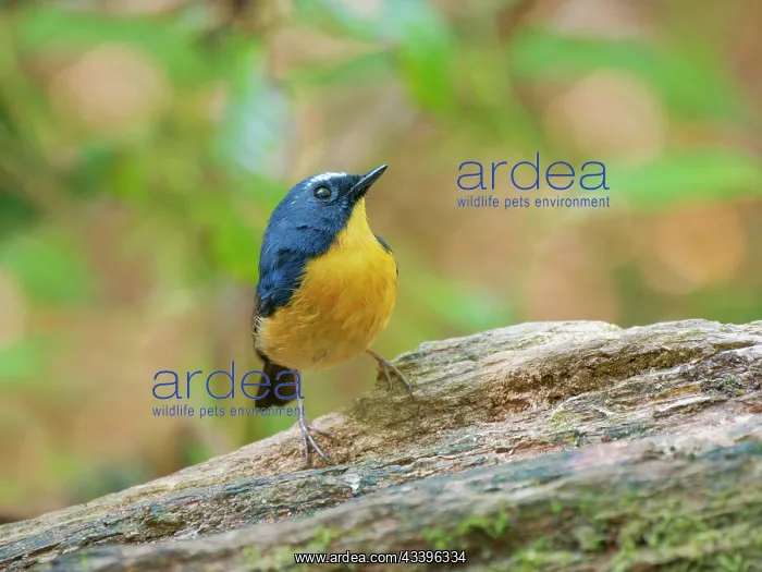 : Snowy Browed Flycatcher Ficedula hyperythra Da Lat : Snowy Browed Flycatcher Ficedula hyperythra Da Lat