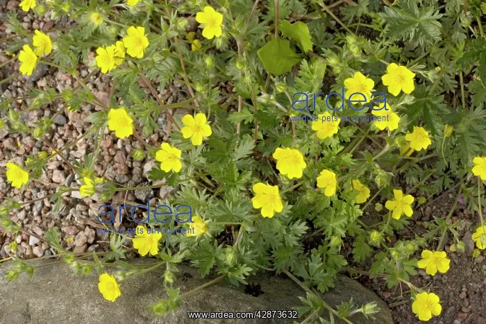 : Snowy cinquefoil : Snowy cinquefoil
