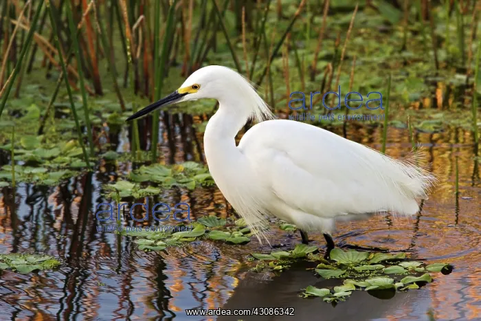 : Snowy Egret : Snowy Egret
