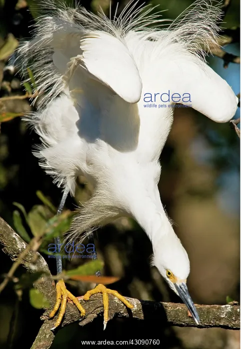 : Snowy Egret : Snowy Egret