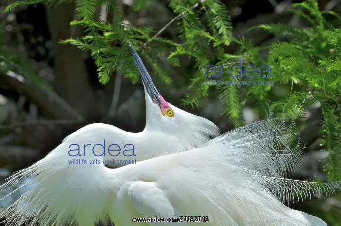 : Snowy Egret : Snowy Egret