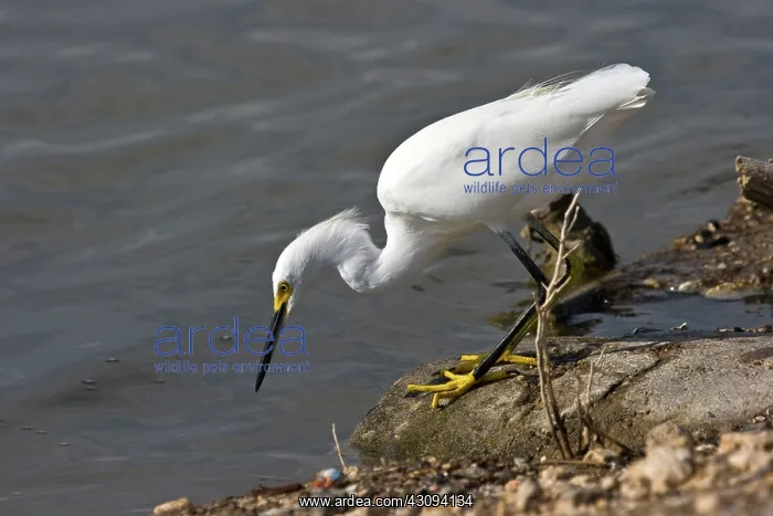  : Snowy Egret
