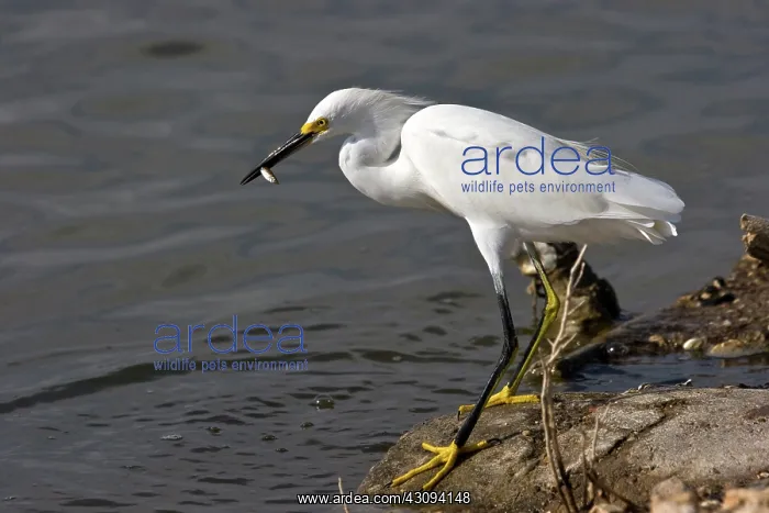 : Snowy Egret : Snowy Egret