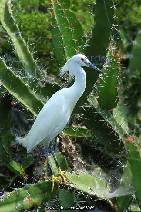 : Snowy Egret : Snowy Egret